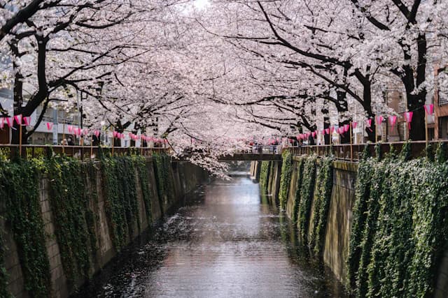 目黑川樱花与河岸